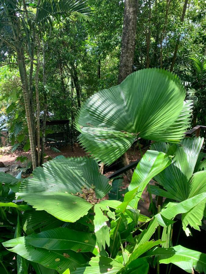 Cairns Rainforest Retreat Εξωτερικό φωτογραφία